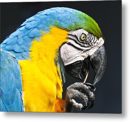 Birds Metal Print featuring the photograph A Parrot and His Toothpick by Betty Eich