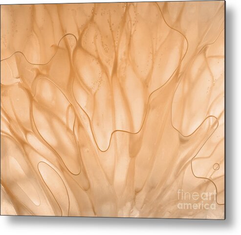 Segment Metal Print featuring the photograph Abstract Grapefruit by Janeen Wassink Searles
