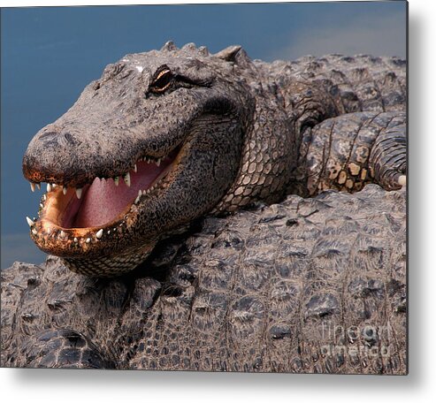 Alligator Metal Print featuring the photograph Alligator Smile by Art Whitton