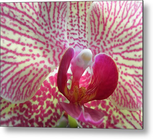 Orchid Metal Print featuring the photograph Alluring Orchid by Kim Galluzzo