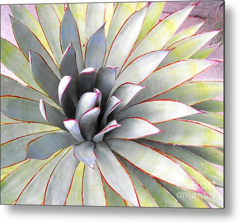 Aloe Metal Print featuring the photograph Aloe by Rebecca Margraf