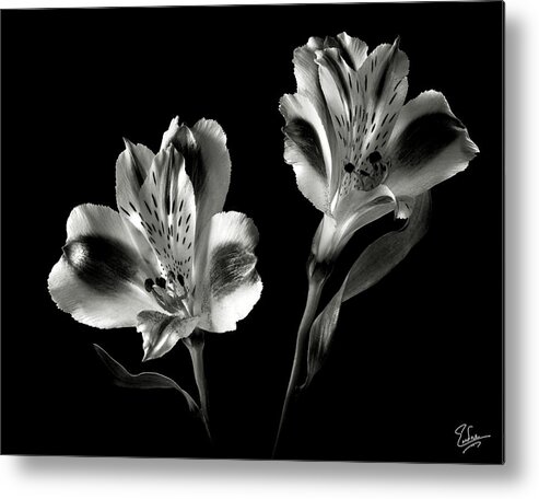Flower Metal Print featuring the photograph Alstroemeria in Black and White by Endre Balogh