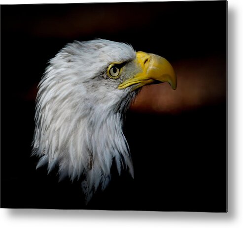 Bald Eagle Metal Print featuring the photograph American Bald Eagle by Steve McKinzie