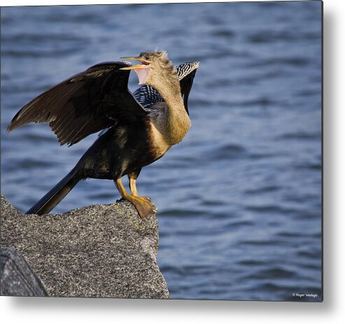 Anhinga Metal Print featuring the photograph Anhinga Looking Back by Roger Wedegis