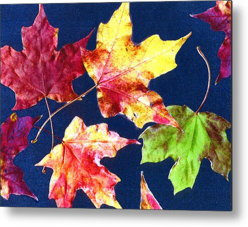 Leaves Metal Print featuring the photograph Autumn Leaves in Blue by Nancy Mueller