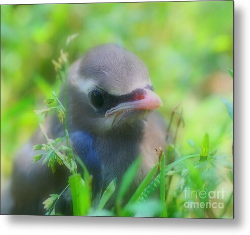 Waxwing Metal Print featuring the photograph Baby Waxwing Bird Innocence by Smilin Eyes Treasures