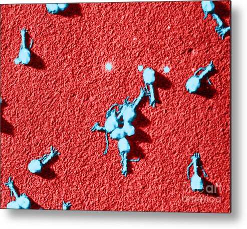 Medical Metal Print featuring the photograph Bacteriophage T4, Tem by Omikron