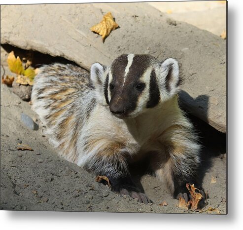  Wildlife Metal Print featuring the photograph Badger by Steve McKinzie
