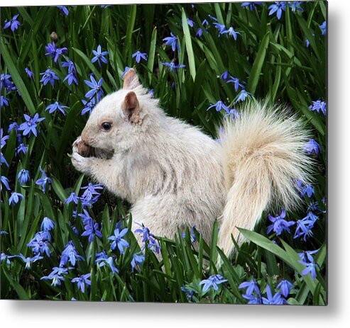 Squirrel Metal Print featuring the photograph Beautiful blue eyes by Doris Potter