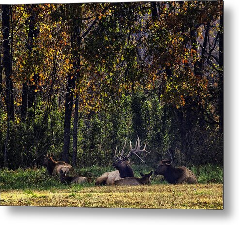Bull Elk Metal Print featuring the photograph Bedding Down by Michael Dougherty