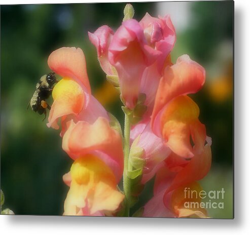 Bee Metal Print featuring the photograph Bumble Bee On Snapdragon #1 by Smilin Eyes Treasures