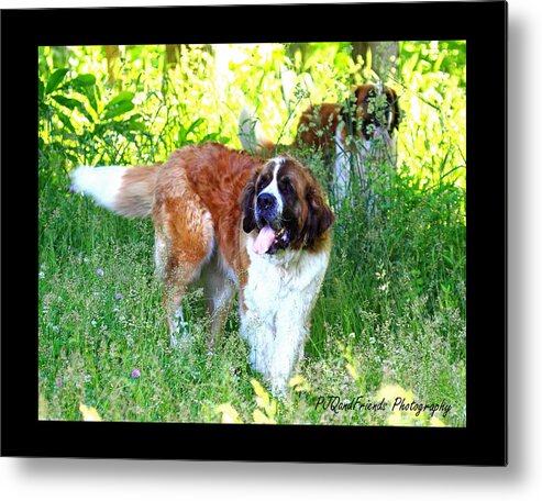 St. Bernards Metal Print featuring the photograph 'Betty and Lou' by PJQandFriends Photography