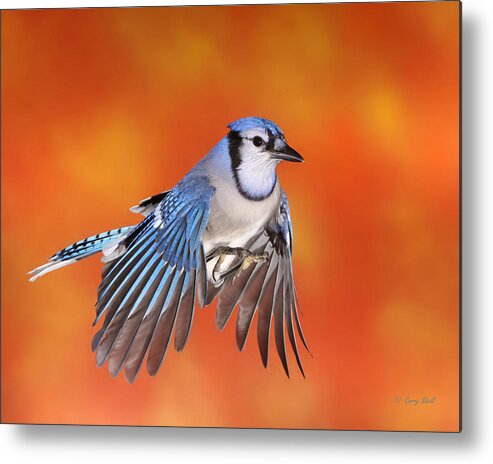 Nature Metal Print featuring the photograph Big Blue On Fire by Gerry Sibell