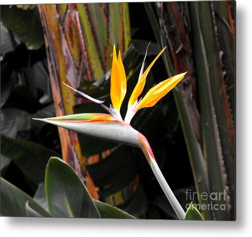 Bird Of Paradise Metal Print featuring the photograph Bird of Paradise by Rebecca Margraf