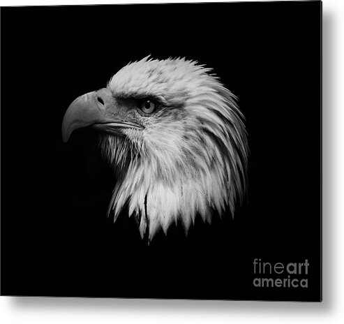 Black And White Metal Print featuring the photograph Black and White Eagle by Steve McKinzie