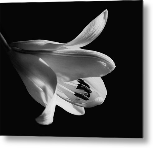 Lily Metal Print featuring the photograph Black And White Lily by Tracie Schiebel