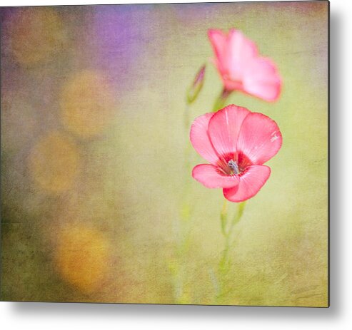 Wildflower Metal Print featuring the photograph Blessed by Joel Olives