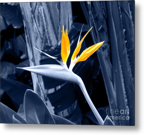 Blue Metal Print featuring the photograph Blue Bird of Paradise by Rebecca Margraf