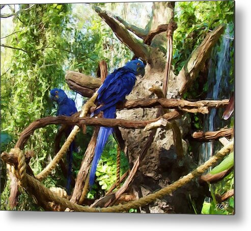Blue Macaw Metal Print featuring the painting Blue Macaws by Jenny Hudson