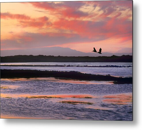 00176743 Metal Print featuring the photograph Brown Pelican Pair Flying At Moss by Tim Fitzharris