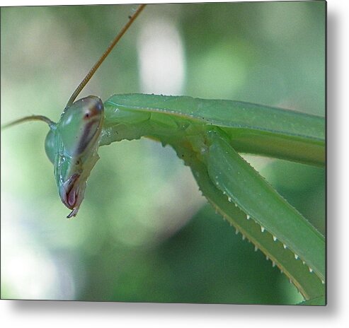 Bug Metal Print featuring the photograph Bug Eyes by Chad and Stacey Hall