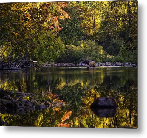 Bull Elk Metal Print featuring the photograph Bull Elk in Buffalo National River in Fall Color by Michael Dougherty
