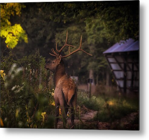 Bull Elk Metal Print featuring the photograph Bull Elk on Country Road by Michael Dougherty