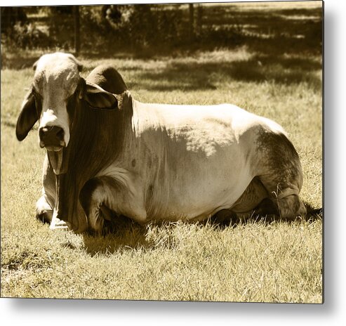 Bull Metal Print featuring the photograph Bull by Steve Sperry