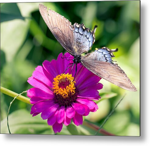 Butterfly Metal Print featuring the photograph Butterfly by Anna Rumiantseva