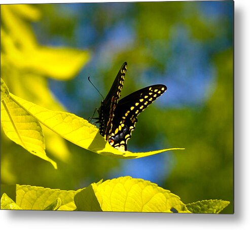 Landscape Metal Print featuring the photograph Butterfly Beauty by Erica McLellan