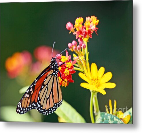 Butterfly Metal Print featuring the photograph Butterfly Monarch on Lantana Flower by Luana K Perez