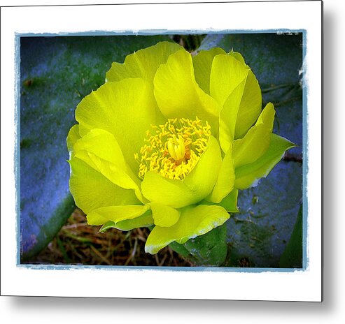 Cactus Metal Print featuring the photograph Cactus Flower by Judi Bagwell