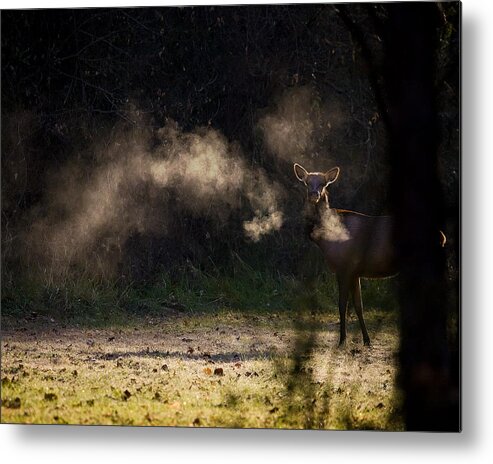 Elk Metal Print featuring the photograph Calf Elk with Steaming Breath at Lost Valley by Michael Dougherty