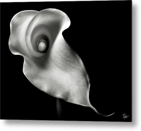 Flower Metal Print featuring the photograph Calla Lily in Black and White by Endre Balogh