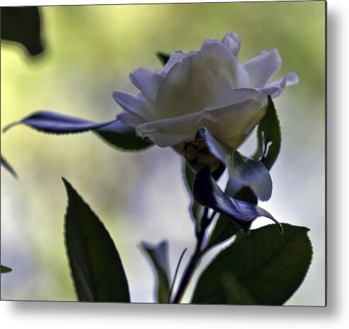 Camellia Metal Print featuring the photograph Camellia one by Ken Frischkorn