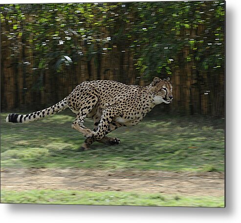 Cheetah Metal Print featuring the photograph Cheetah Run by Keith Lovejoy