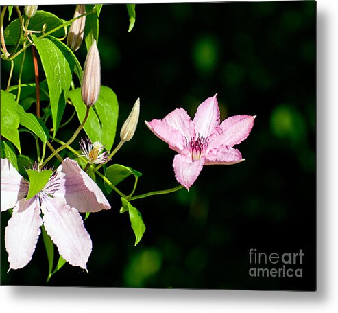 Clematis Metal Print featuring the photograph Clematis Vine by Jean A Chang