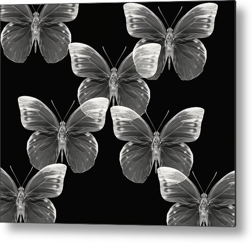 Butterfly Photographs Photographs Metal Print featuring the photograph Collection by Lourry Legarde