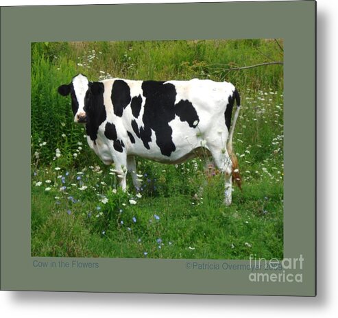 Cow Metal Print featuring the photograph Cow in the Flowers by Patricia Overmoyer