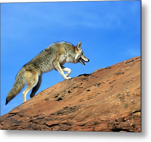 Coyote Metal Print featuring the photograph Coyote Climbs Mountain by Larry Allan