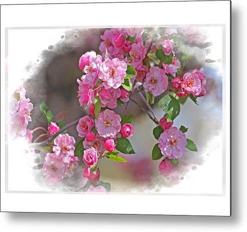 Flowers Metal Print featuring the photograph Crabapple Plethora by Judy Deist