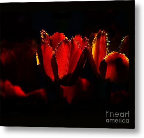 Flowers Metal Print featuring the photograph Crinkle Tulips on Black by Elaine Manley