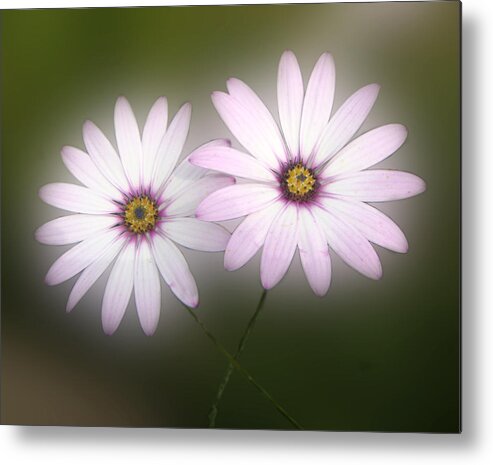 Flowers Metal Print featuring the photograph Crossing Daisies by Roberto Alamino