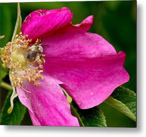 Flower Metal Print featuring the photograph Cutaway by Jean Noren