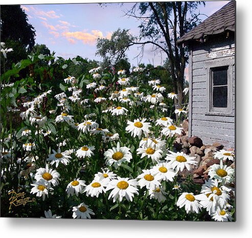 Daisies Paintings Metal Print featuring the painting Daisies Delight by Doug Kreuger