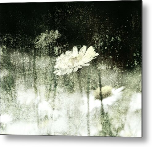 Asteraceae Metal Print featuring the photograph Daisy Love by Florin Birjoveanu