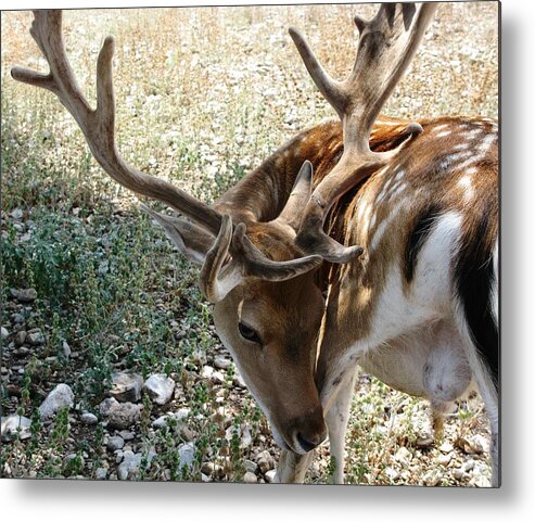 Deer Metal Print featuring the photograph Deer by Andonis Katanos