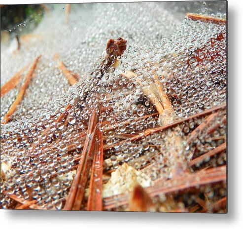 Dew Metal Print featuring the photograph Dew among the needles by Chad and Stacey Hall