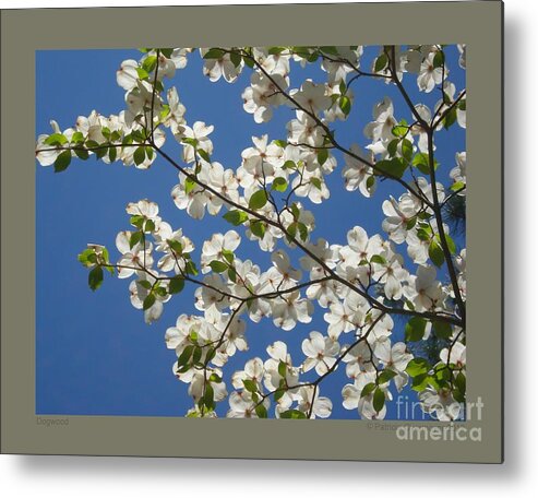 Flower Metal Print featuring the photograph Dogwood by Patricia Overmoyer