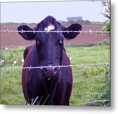 Cow Photography Metal Print featuring the photograph Don't Fence Me In by Patricia Griffin Brett